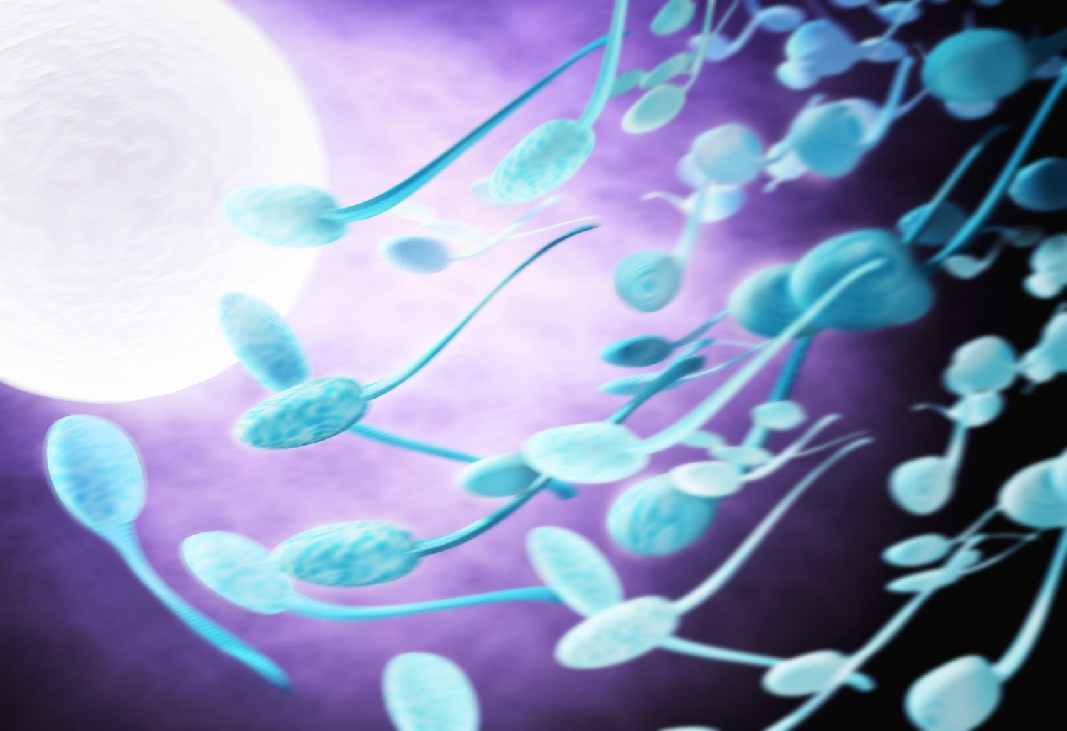 Grafik: Spermien, die zur Eizelle wandern
